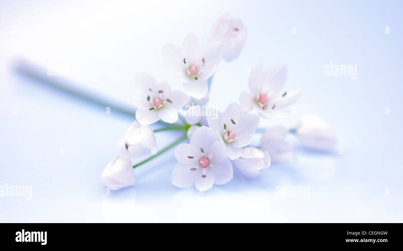 Bianco freschi fiori di primavera isolato, il fuoco selettivo Foto Stock