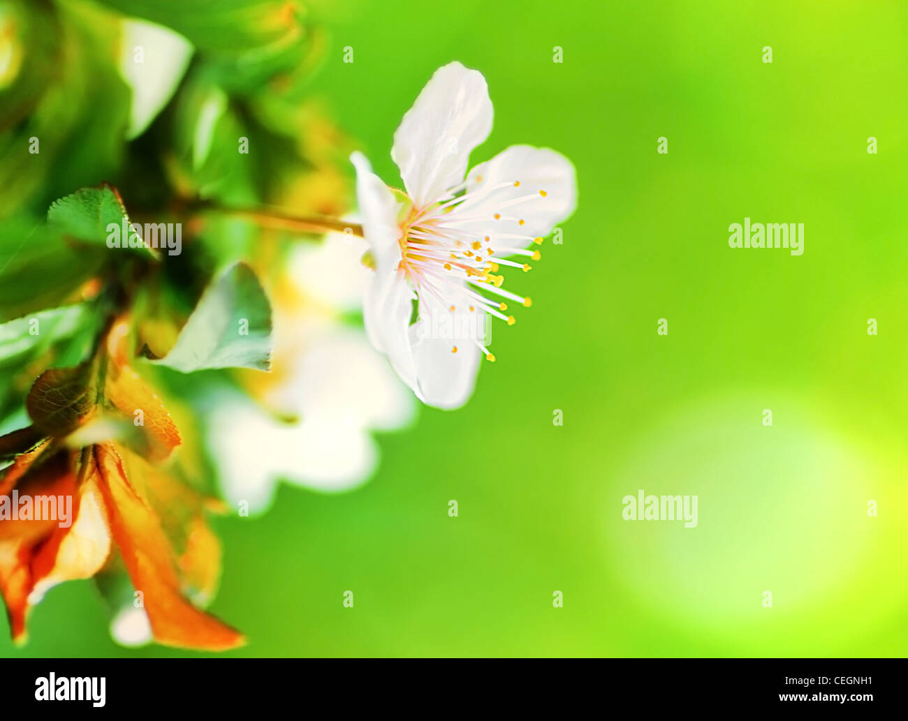 Mandorlo in fiore primavera su verde sfondo naturale, il fuoco selettivo Foto Stock