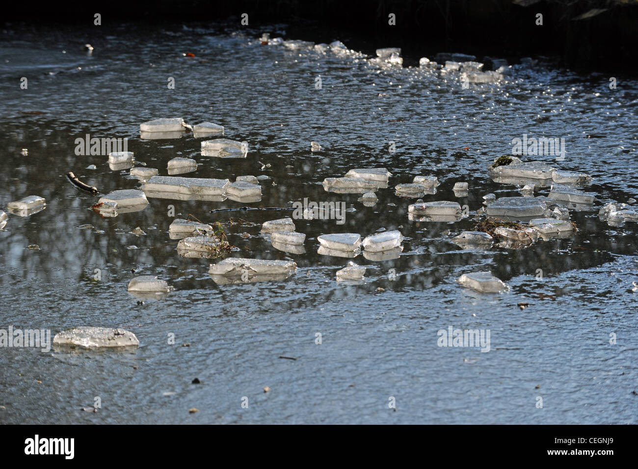 Grumi di ghiaccio galleggiante su un laghetto nel Sussex UK Winter febbraio 2012 Foto Stock