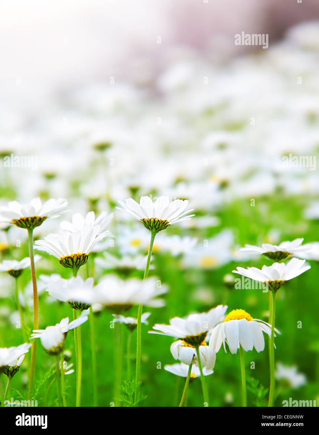 Prato primavera di bianco freschi Fiori a margherita, paesaggio naturale, soft focus Foto Stock