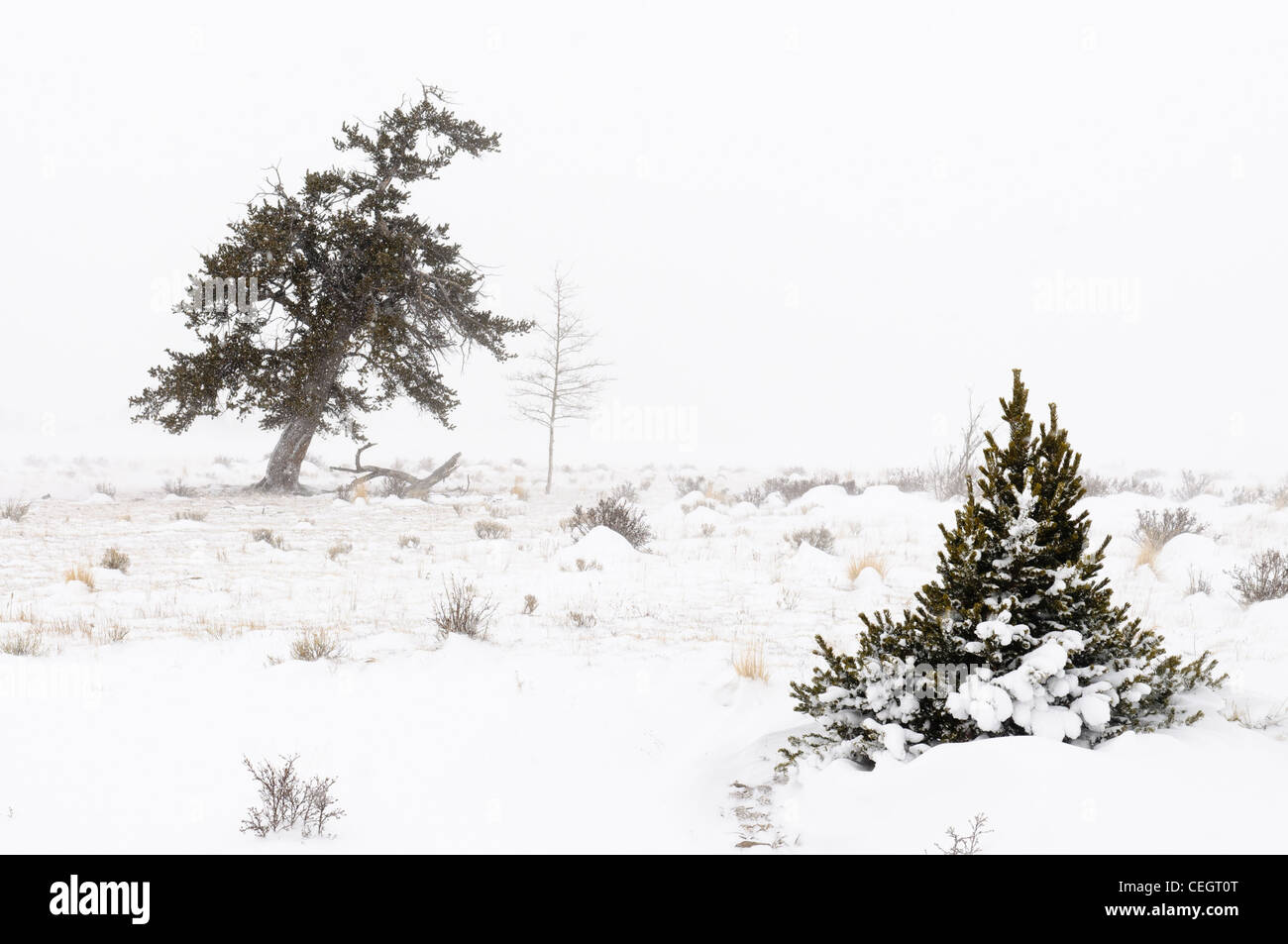 Conifera albero in tempesta di neve, Fairplay, Colorado Foto Stock