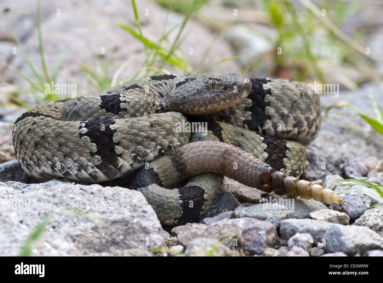 Maschio Rock nastrati Rattlesnake, (Crotalus lepidis klauberi), Gila Wilderness, Grant county, Nuovo Messico, Stati Uniti d'America. Foto Stock