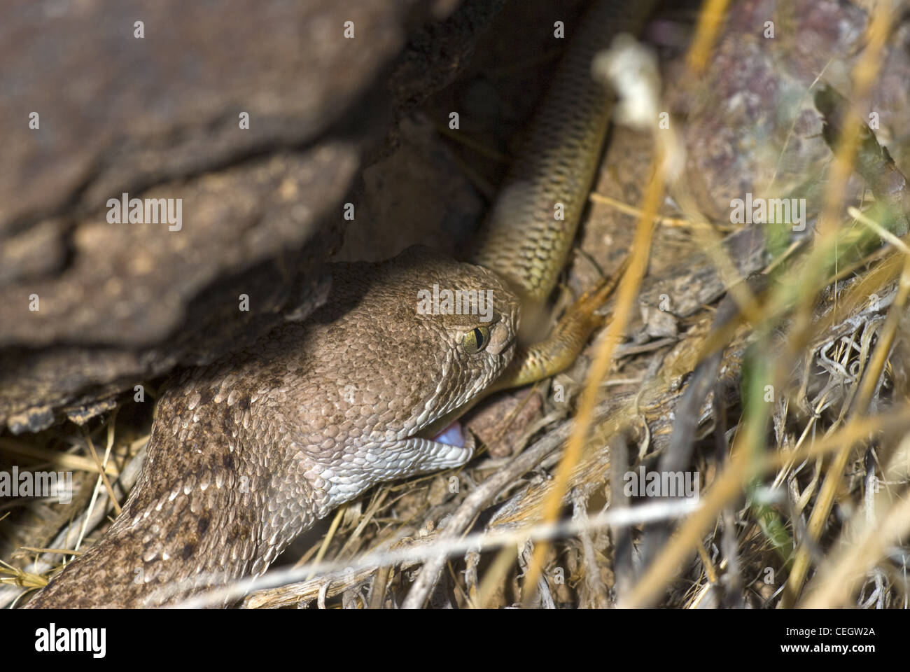Western Diamond-backed Rattlesnake, (Crotalus atrox) mangiare una grande pianura Skink, (Plestiodon obsoletus), Nuovo Messico, Stati Uniti d'America. Foto Stock