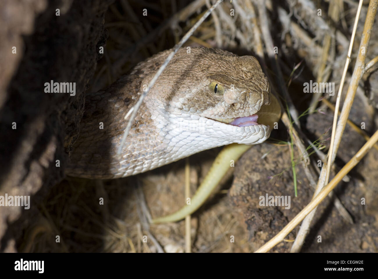 Western Diamond-backed Rattlesnake, (Crotalus atrox) mangiare una grande pianura Skink, (Plestiodon obsoletus), Nuovo Messico, Stati Uniti d'America. Foto Stock