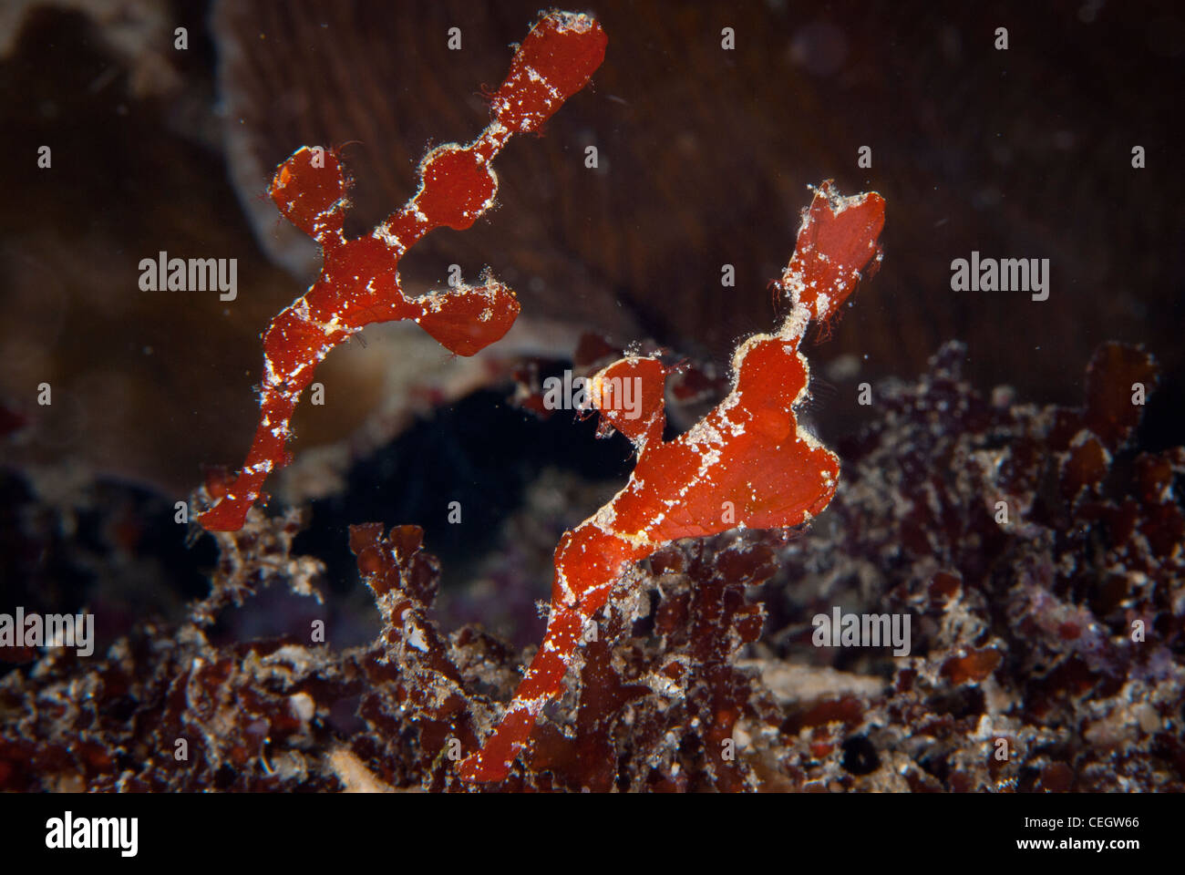 Il velluto o Halimeda Red ghost pipefish lascia vicino al mare erba di colore simile a confondere il predator,comune in Indonesia Foto Stock