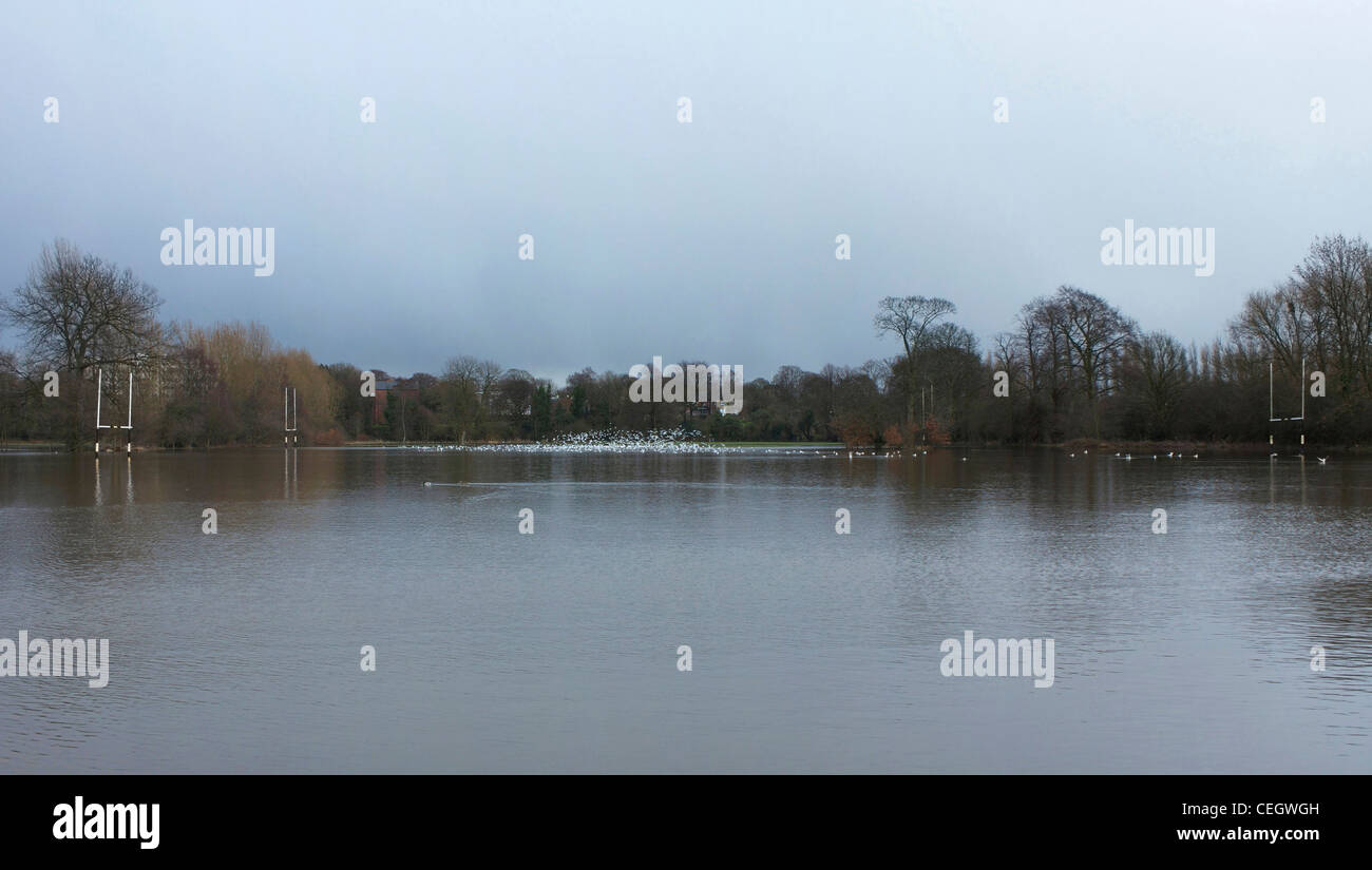Gabbiani e anatre sul rugby allagata passo, Inghilterra Foto Stock