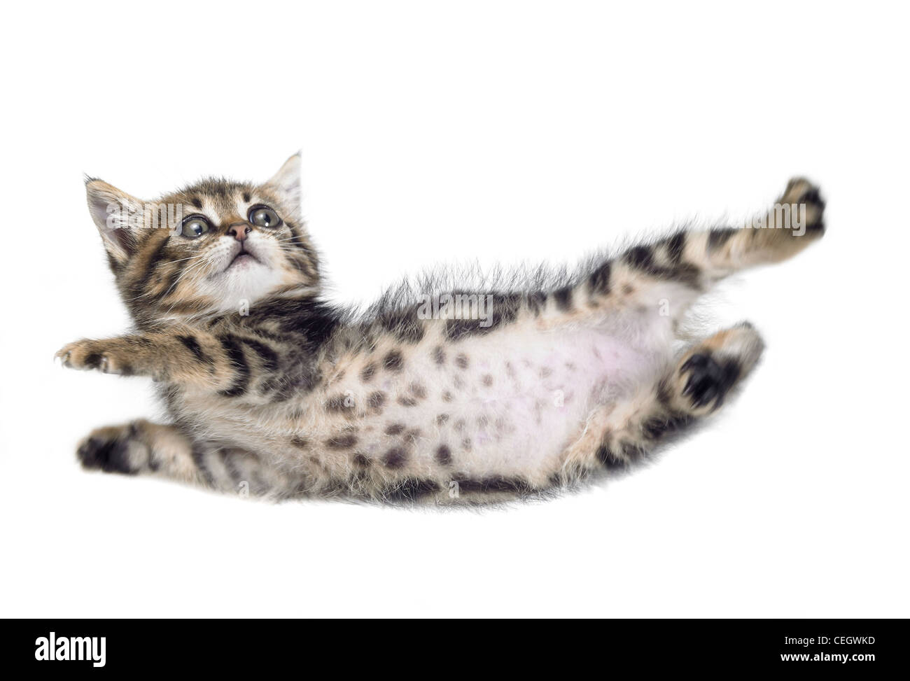 Studio fotografico di una caduta verso il basso gattino isolato su bianco Foto Stock