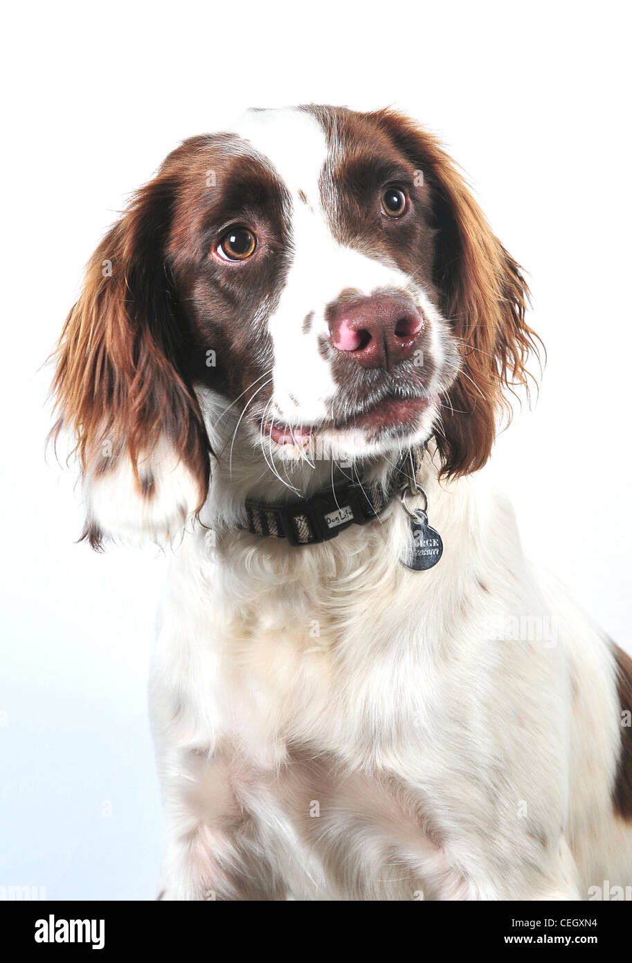 Welsh springer spaniel Foto Stock