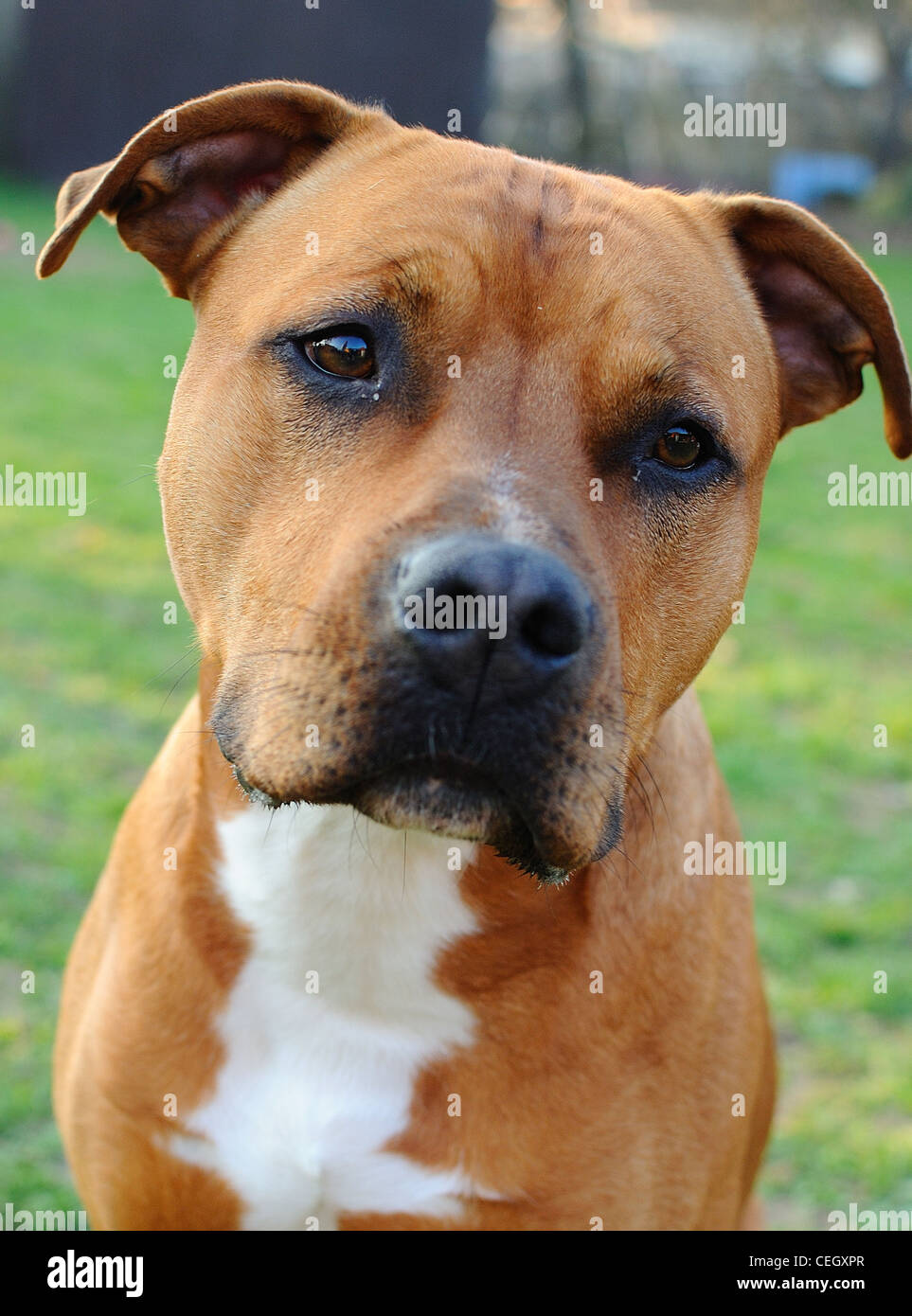 Dettaglio immagine della testa del brown bull terrier. Foto Stock