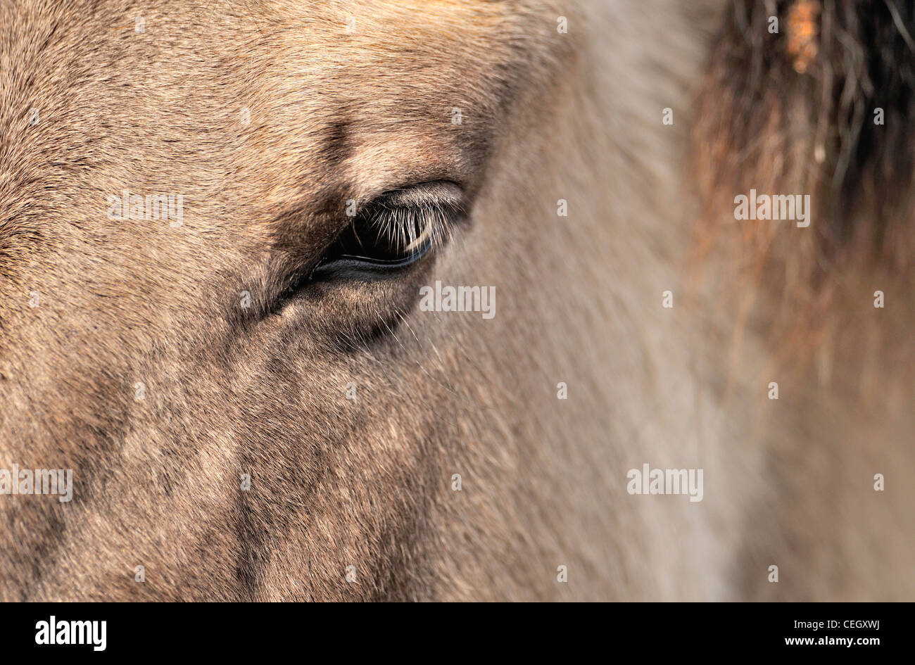 Konik / Polacco cavallo primitivo (Equus caballus) close-up, nativo di Polonia Foto Stock