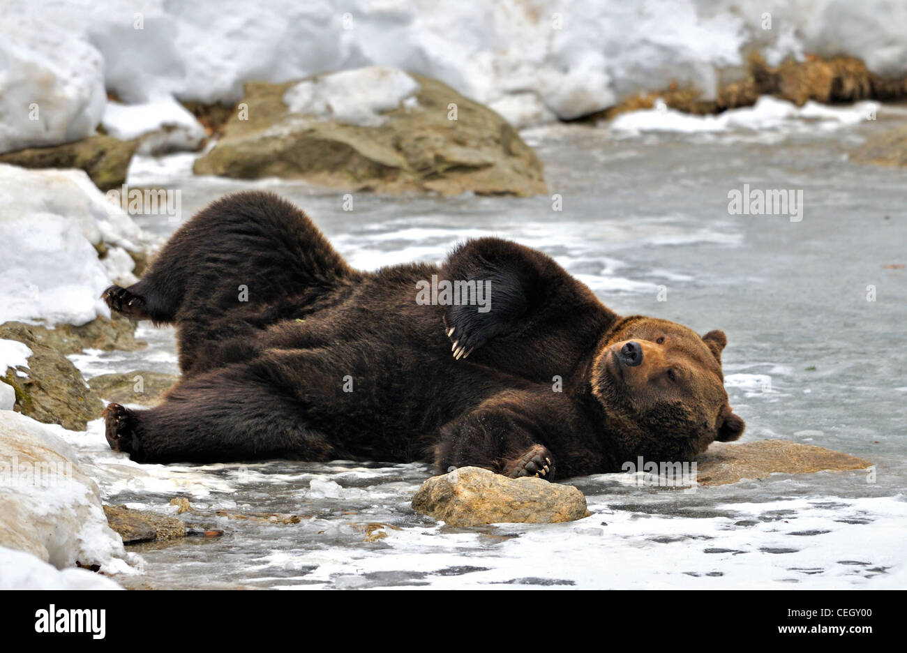 Eurasian l'orso bruno (Ursus arctos arctos) il raffreddamento su ghiaccio del laghetto congelato in inverno, Foresta Bavarese, Germania Foto Stock
