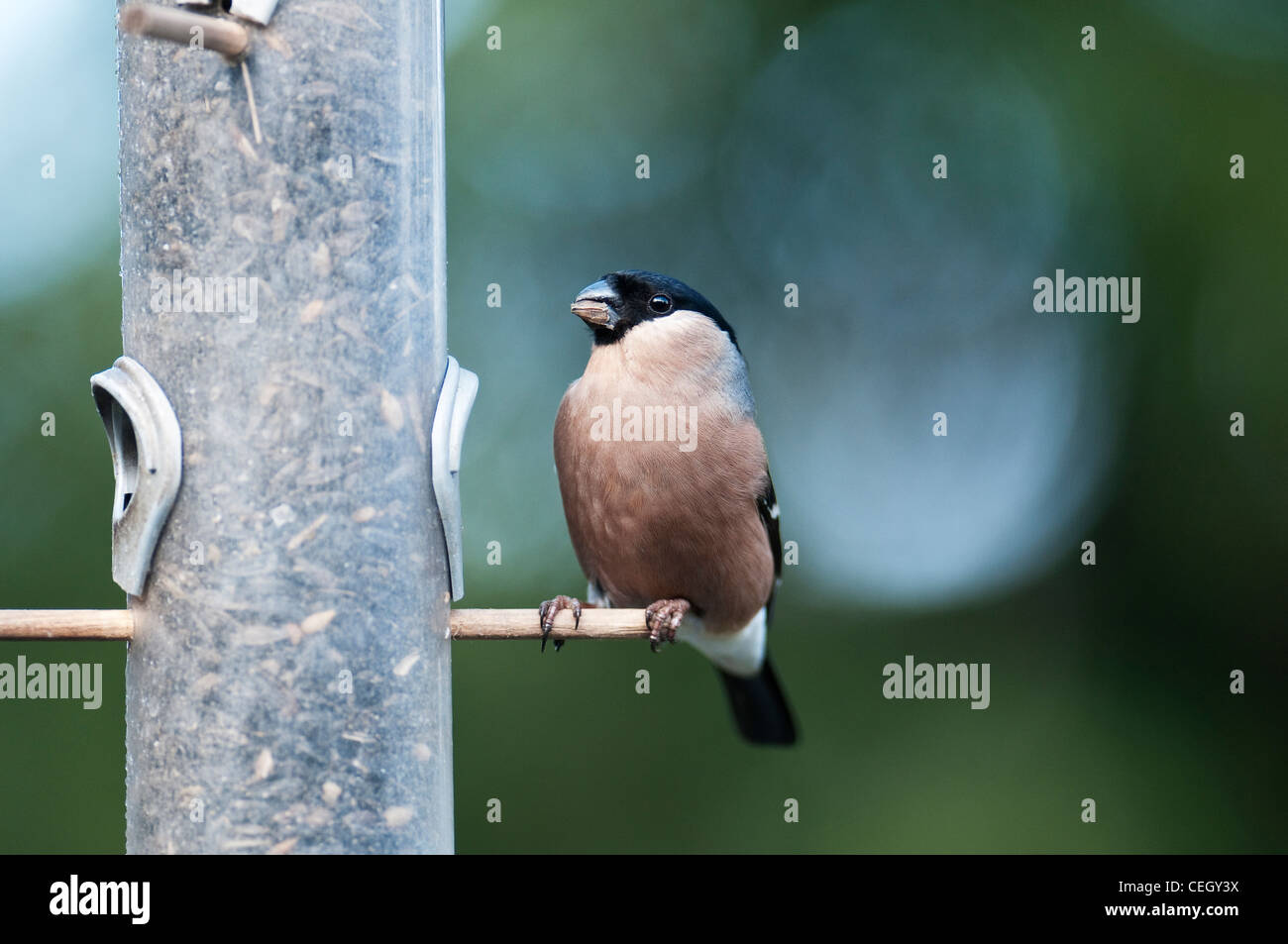 Bullfinch maschio pyrrhula Pyrrhula Finch uccello adulto cospicua Red piuttosto albero da frutta timido illusorie veloce colpisce Nero Bella W Foto Stock