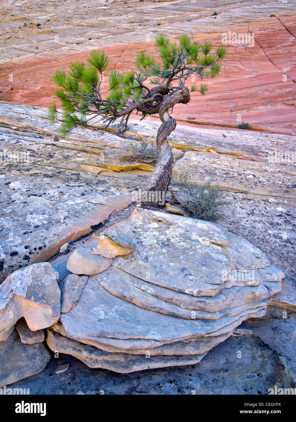 Bonsa Ponderosa Pine Tree che lottano per sopravvivere e Cherboard Mesa. Parco Nazionale di Zion, Utah. Foto Stock