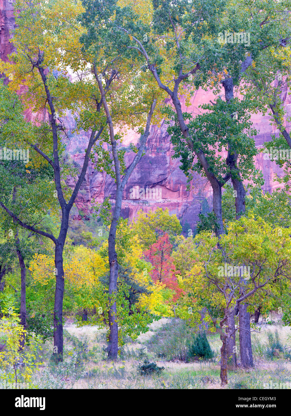 Caduta di alberi colorati. Parco Nazionale di Zion, Utah. Foto Stock