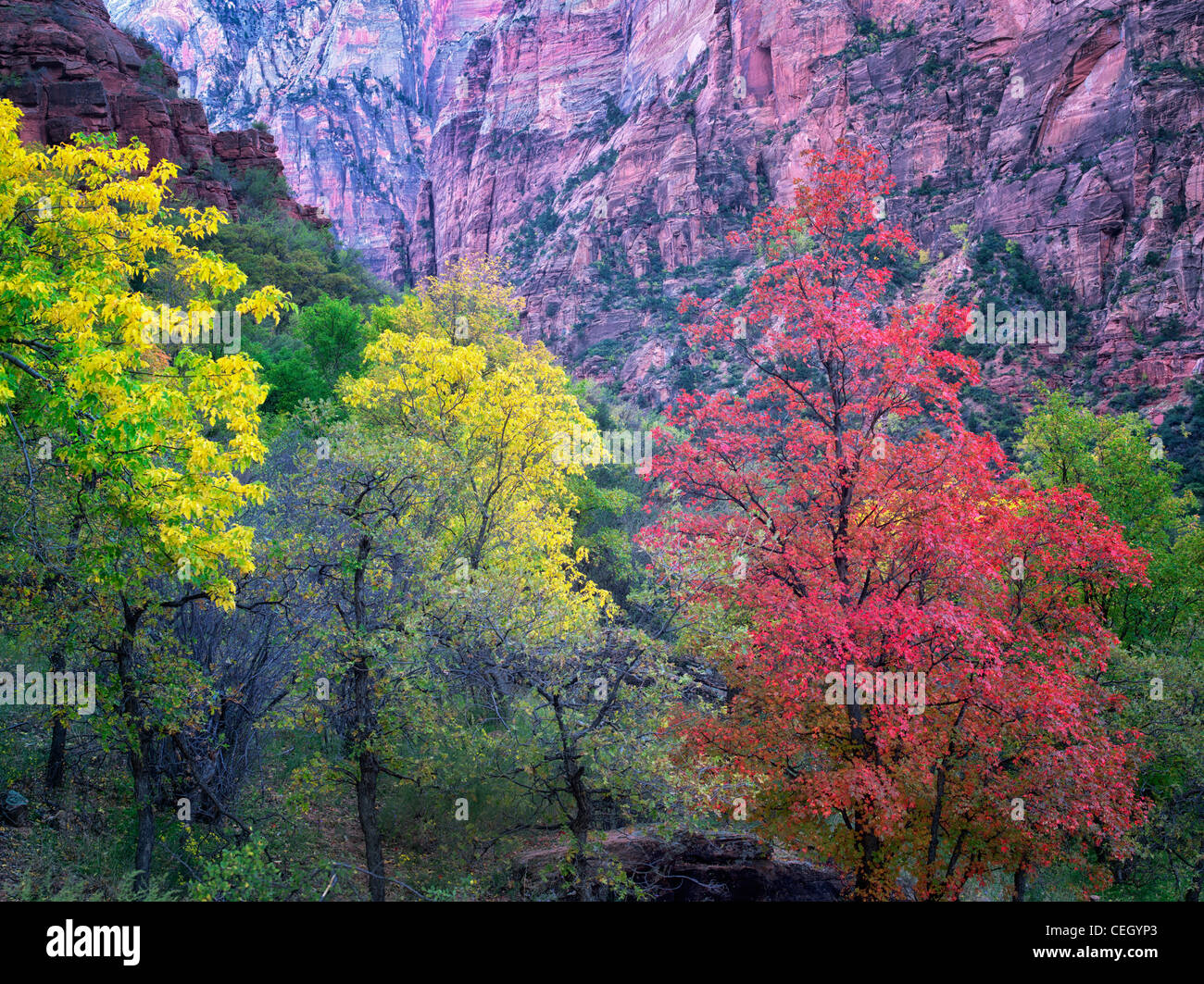 Autunno a colori. Parco Nazionale di Zion, Utah. Foto Stock