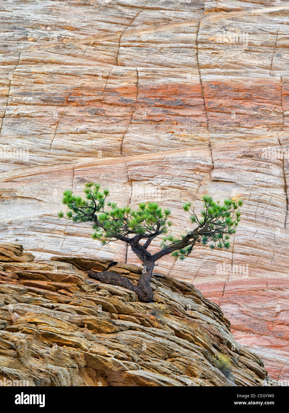 Bonsai Ponderosa Pine Tree che lottano per sopravvivere e Cherboard Mesa. Parco Nazionale di Zion, Utah. Foto Stock