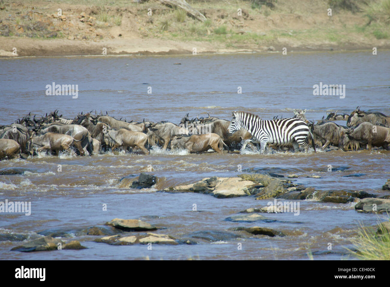 Gnu, Connochaetes taurinus, cominciare a nuotare fiume di Mara, coccodrillo del Nilo giace sulle rocce nei fondali bassi Foto Stock