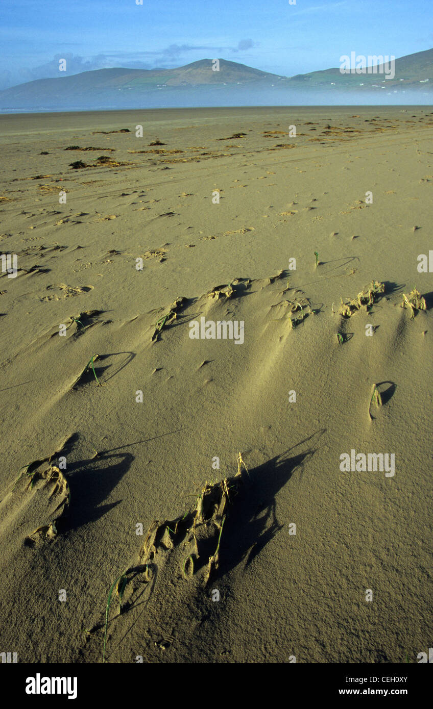 Inch Beach sulla penisola di Dingle nella contea di Kerry, Repubblica d'Irlanda Foto Stock