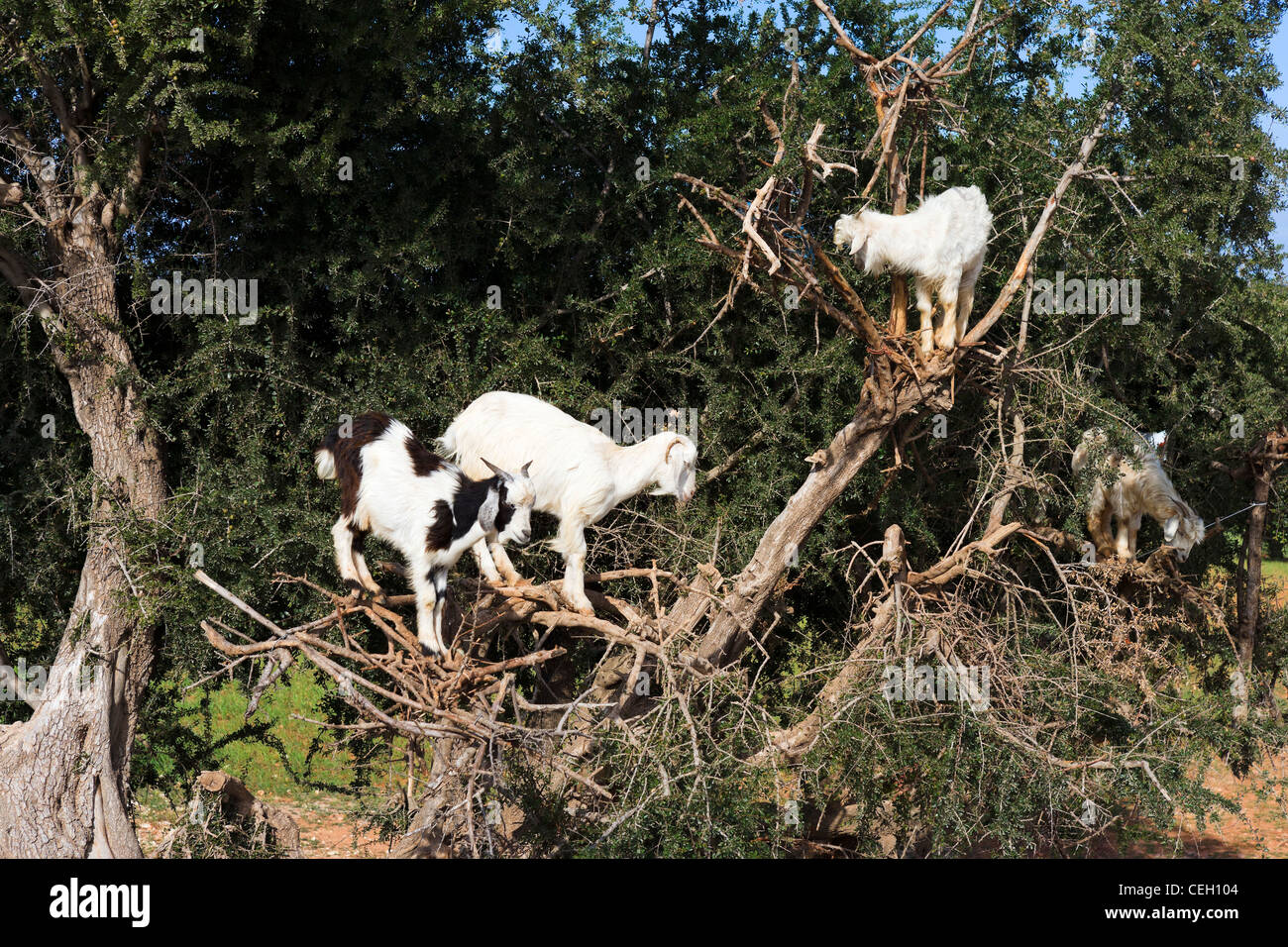 Caprini salire un albero di Argan vicino a Essaouira, Marocco, Africa del Nord Foto Stock