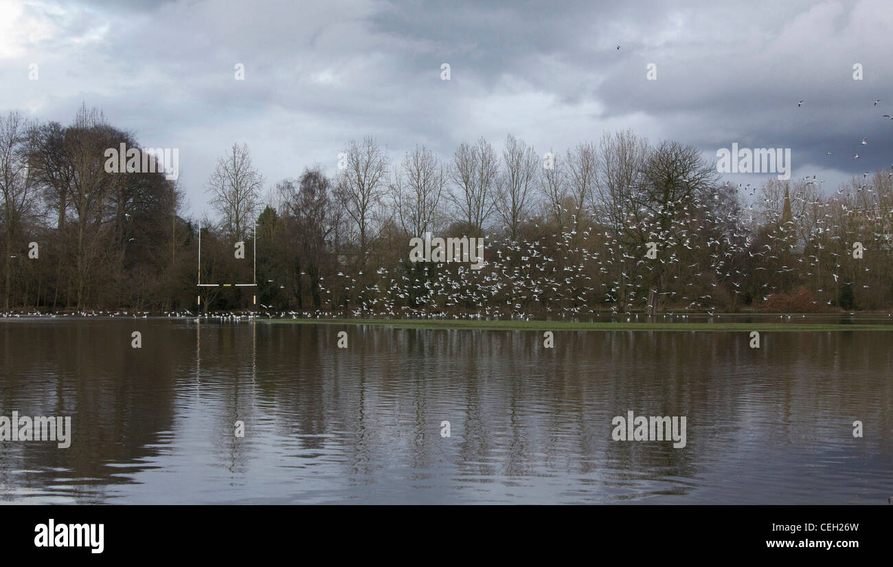 Gabbiani decollare da allagato passo di rugby, Inghilterra Foto Stock