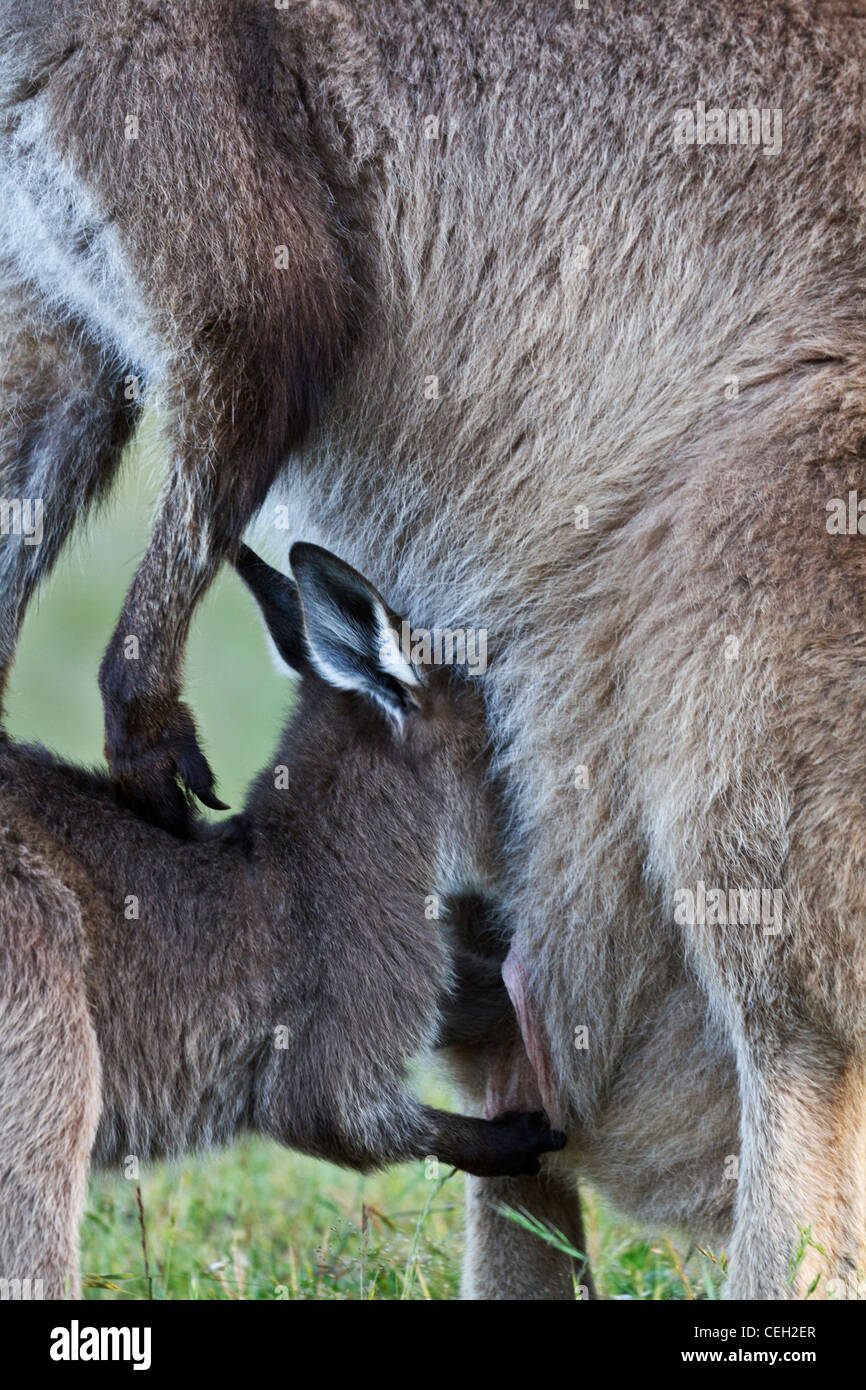 Momento naturale di un bambino affamato è catturata come wild kangaroo joey infermieri da sua madre. Foto Stock