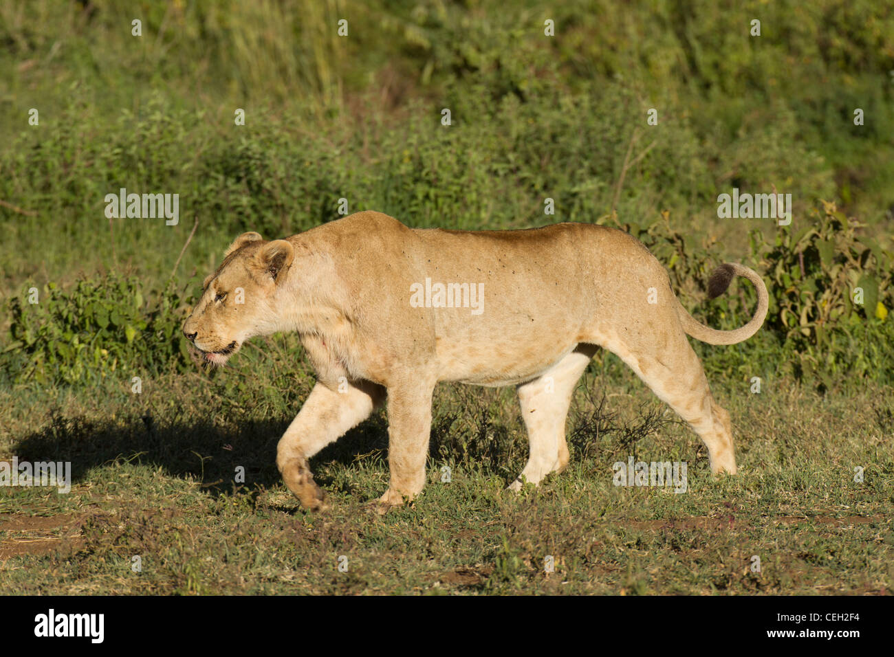 Leonessa a piedi attraverso l'erba (Panthera leo) Foto Stock