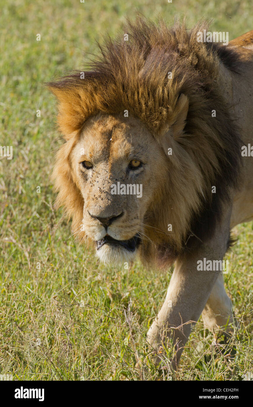 Maschio di leone a piedi attraverso l'erba (Panthera leo) Foto Stock