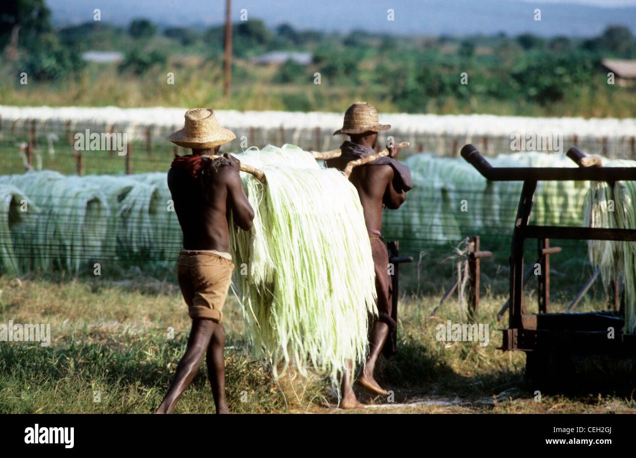 Due lavoratori in cappelli di paglia eseguire elaborati sisal per essere appesa ad asciugare in Kilosa Tanzina Foto Stock