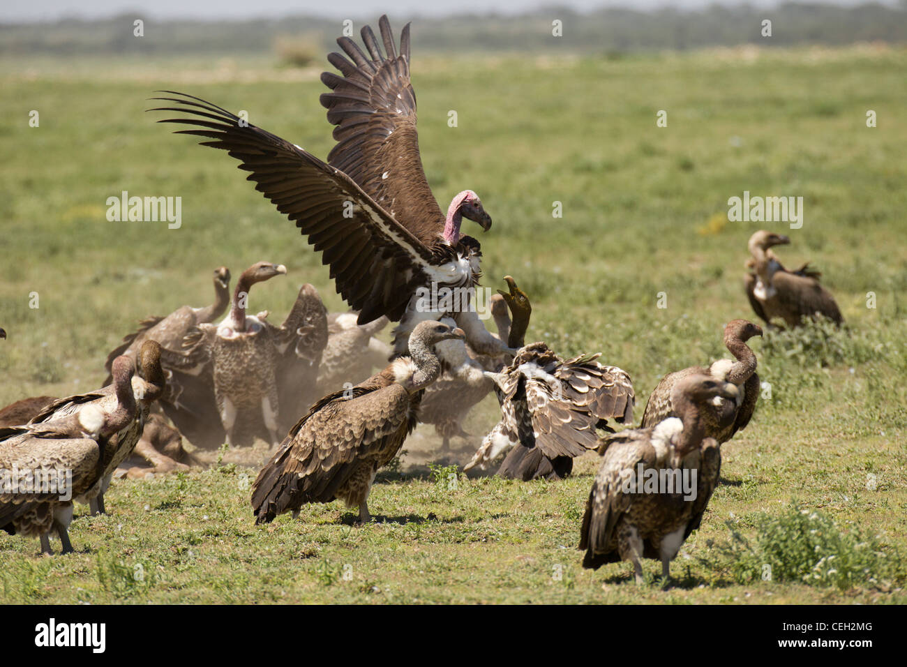 Gli avvoltoi combattimenti Foto Stock