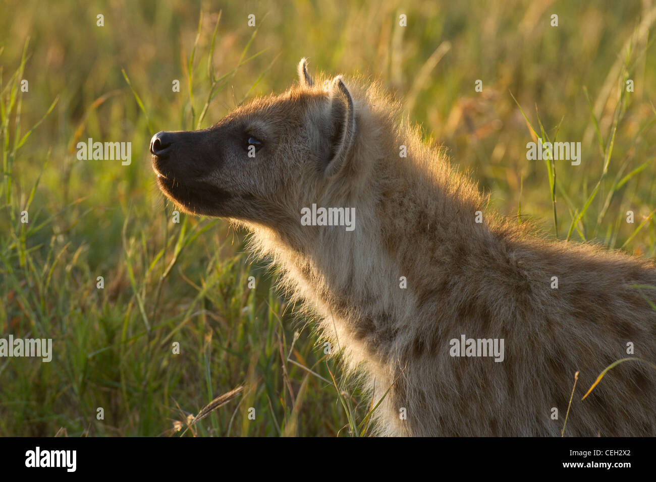 Spotted Hyena (Crocuta crocuta) Foto Stock