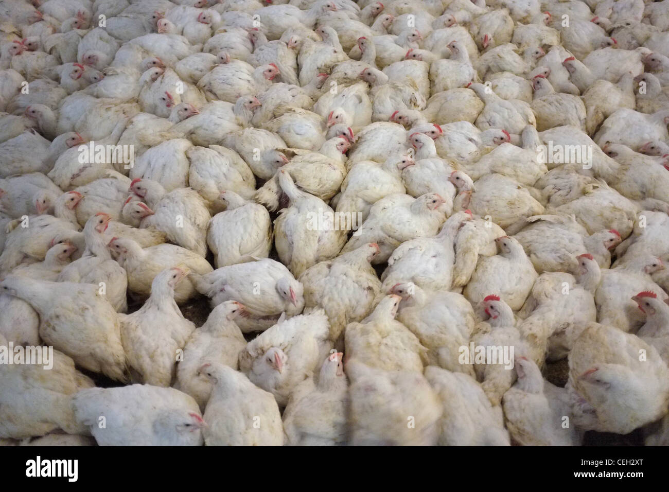 I polli da carne in un allevamento intensivo ambiente Foto Stock