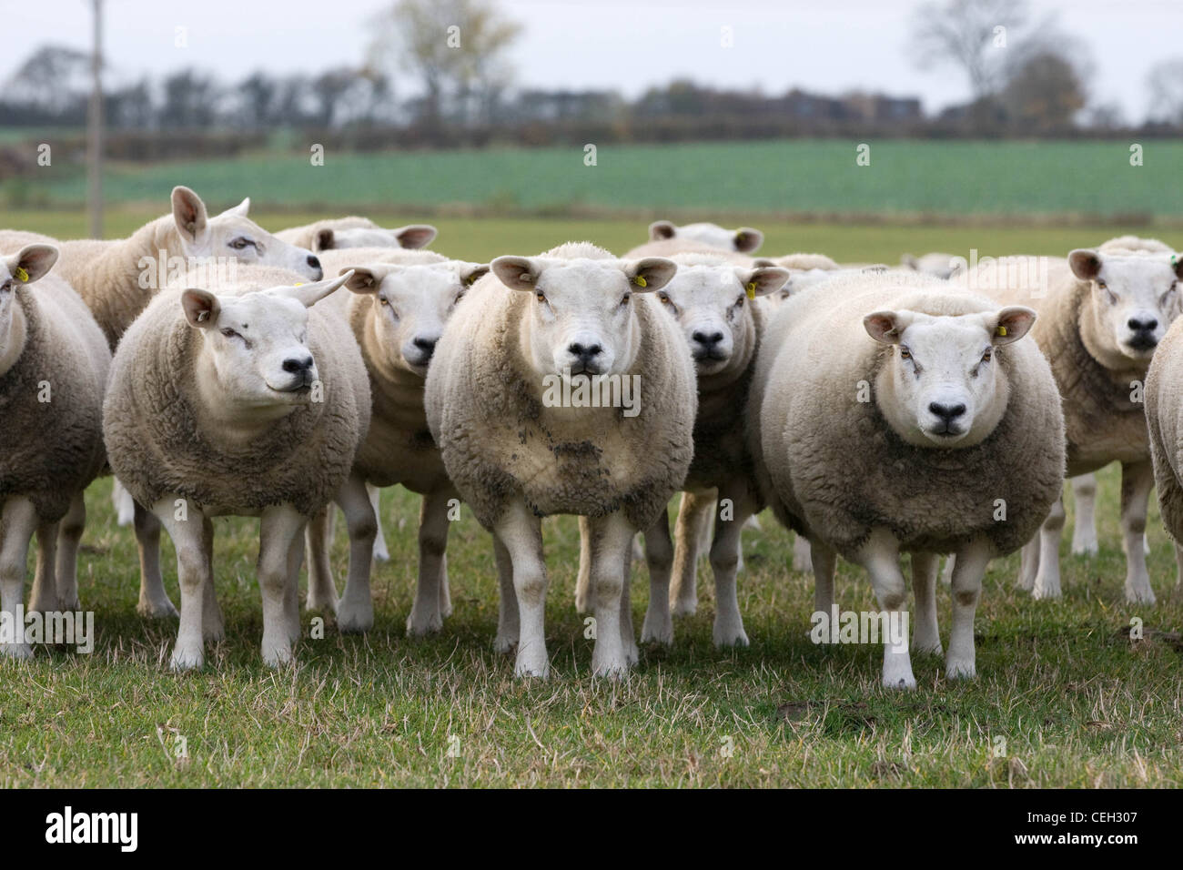 Agnelle di Texel Foto Stock