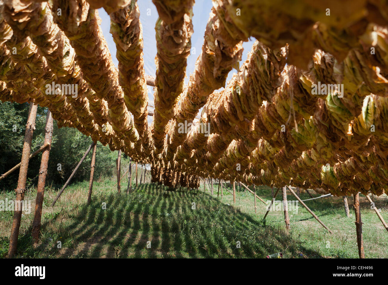 La coltivazione del tabacco. Tabacco (Nicotiana sp.) lascia asciugare in ombra. Foto Stock