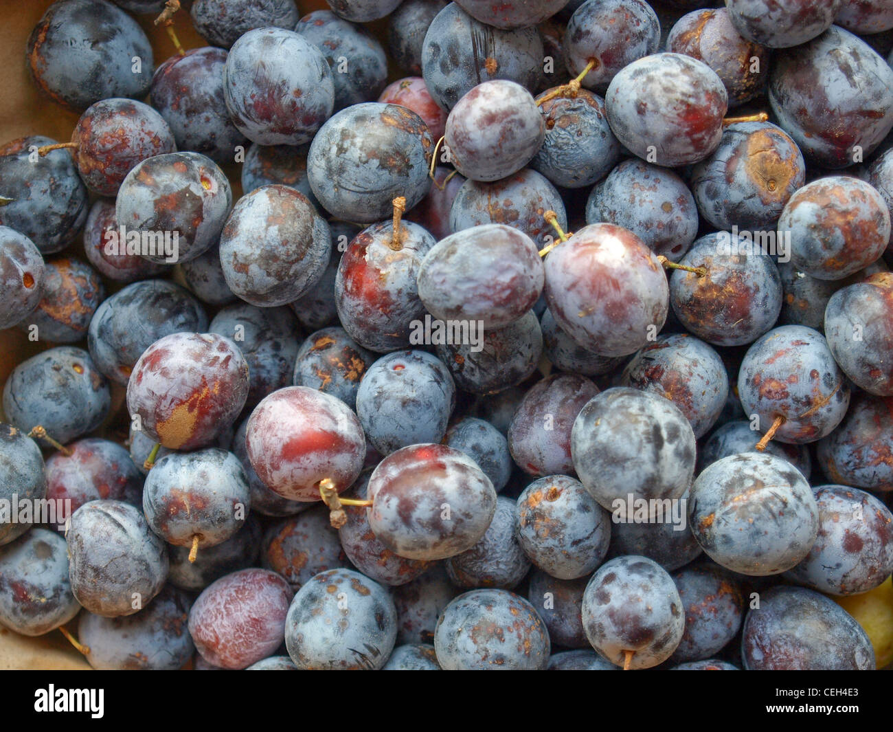 Dettaglio di prugna secca Frutta - una sana alimentazione vegetariana - utile come sfondo Foto Stock