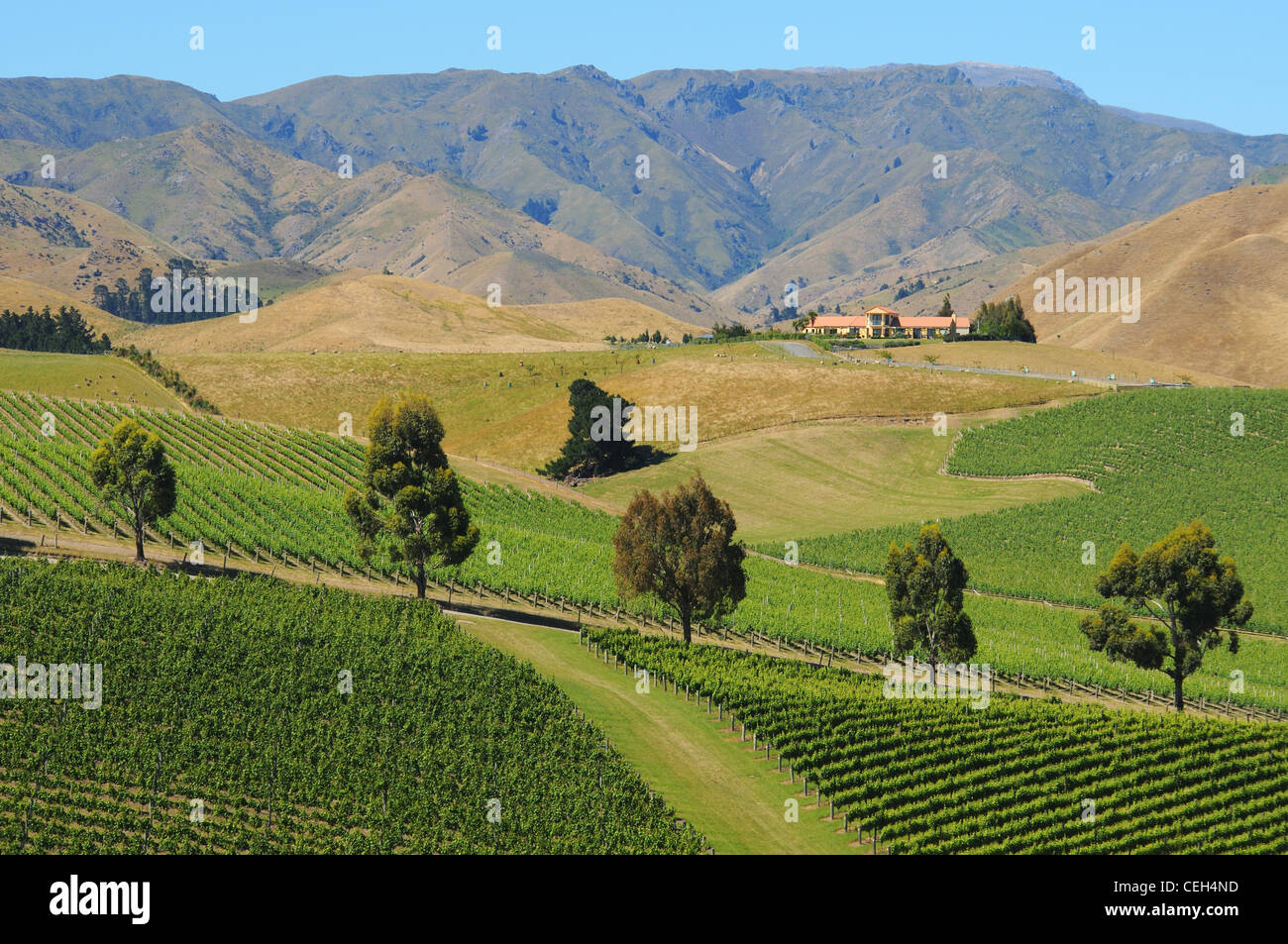 La vite in Montana Cantina vigna con l'appassire colline oltre, Blenheim, Nuova Zelanda Foto Stock