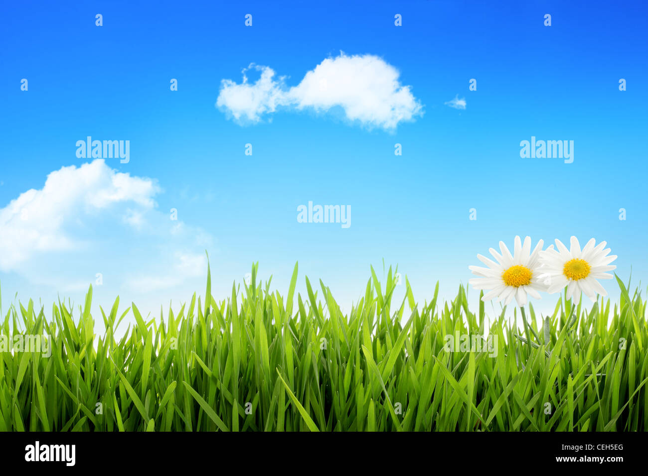 Daisy bianca in erba contro il cielo blu Foto Stock