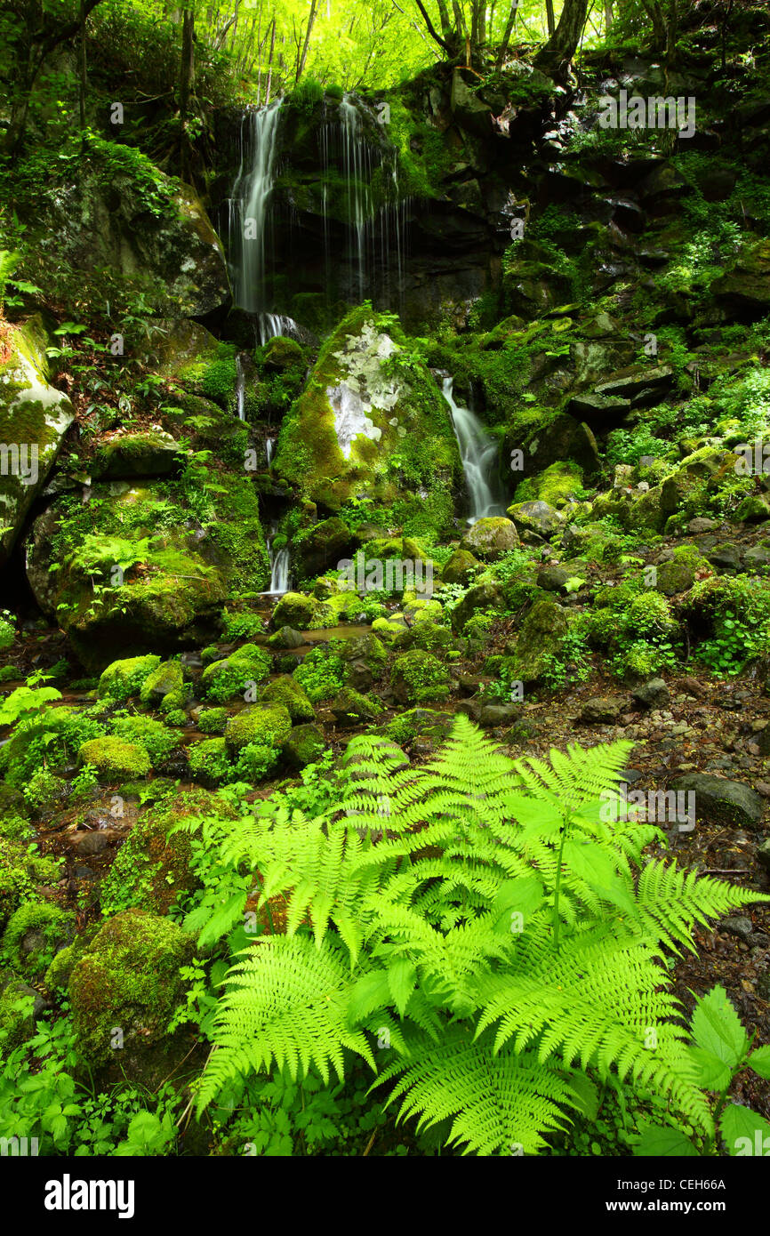 Cascata di foresta e pietre ricoperta con moss Foto Stock