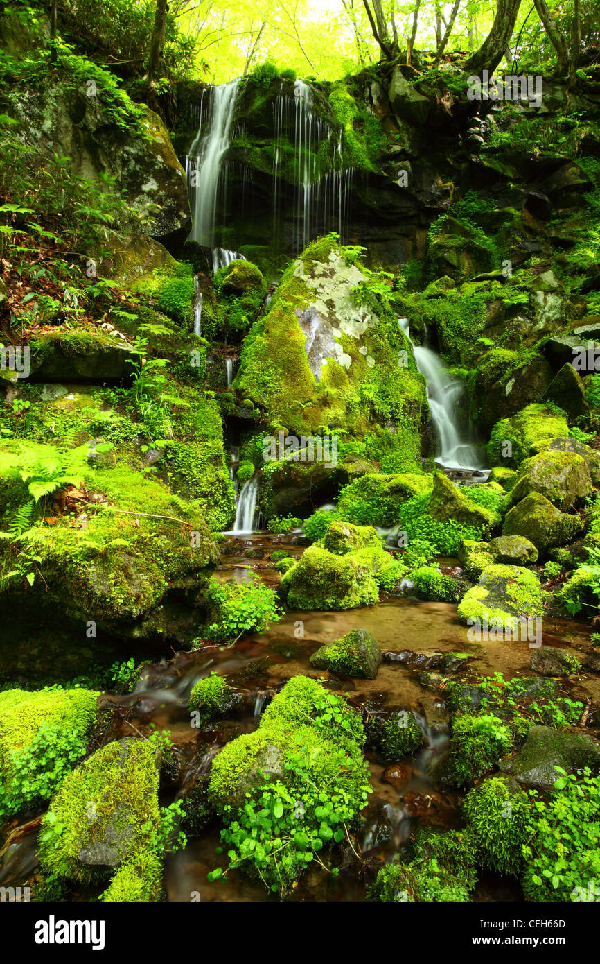 Cascata di foresta e pietre ricoperta con moss Foto Stock