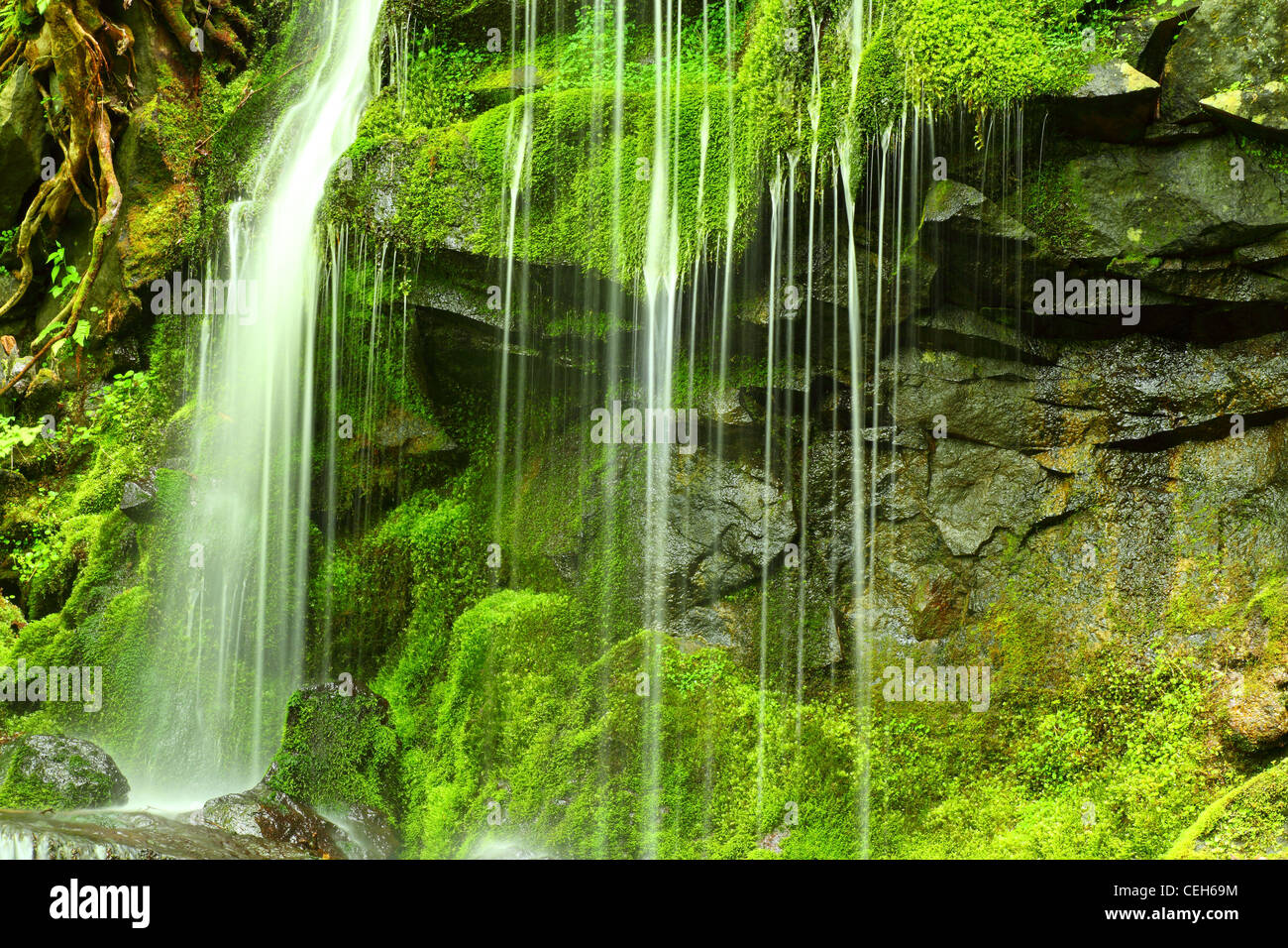 Cascata di foresta e pietre ricoperta con moss Foto Stock