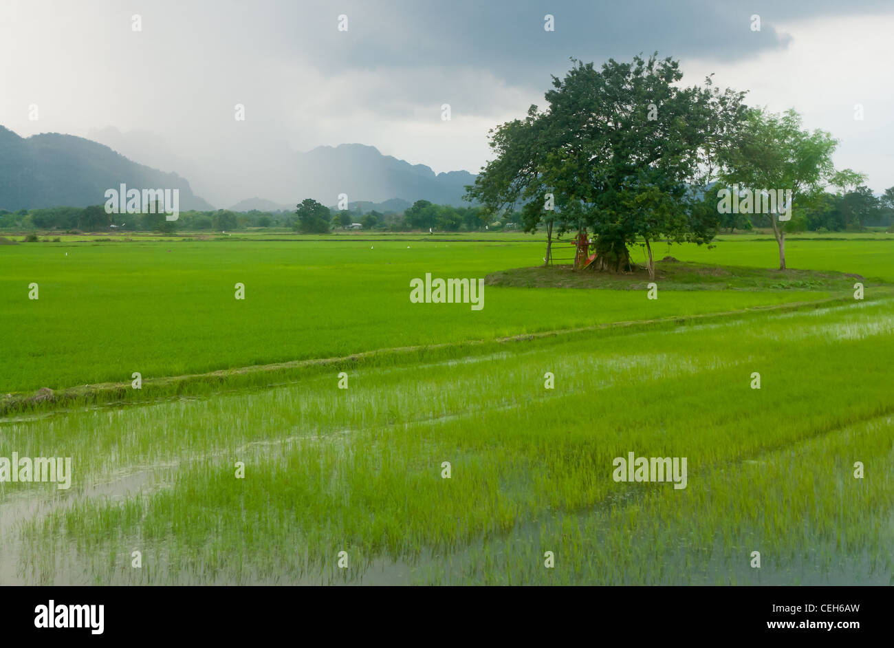 Campo di riso,,Kanchanaburi Thailandia Foto Stock