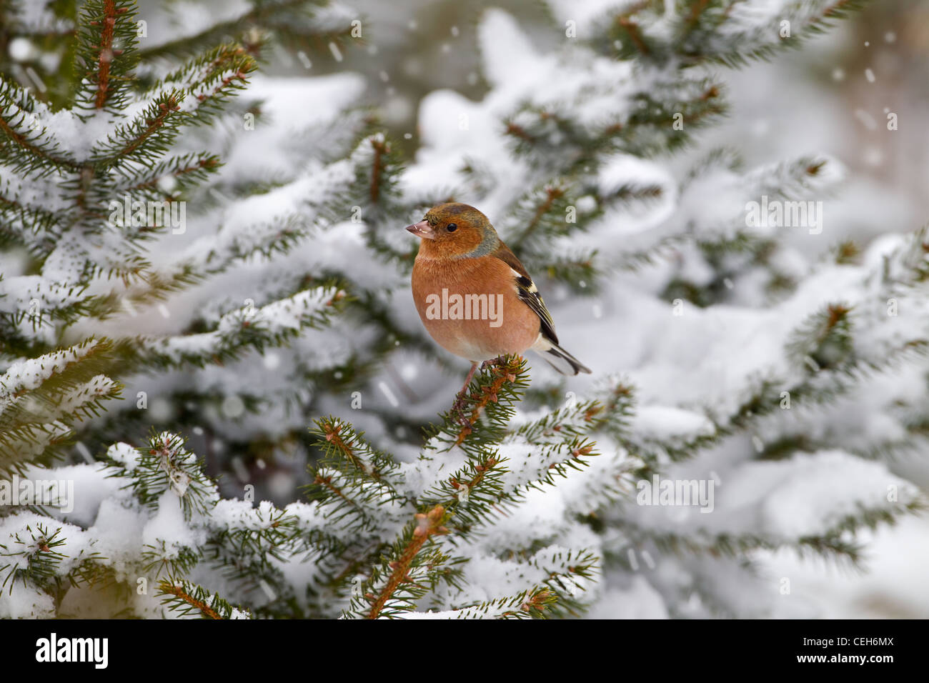 Fringuello Fringilla coelebs maschio in inverno Foto Stock