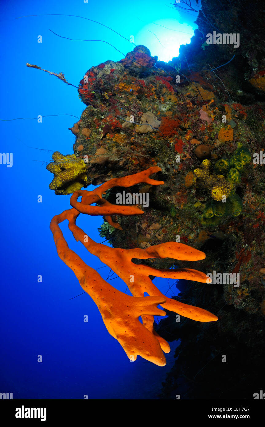 Una scogliera corallina caraibica con spugne colorate, Cienfuegos, Punta Gavilanes, Cuba, Caraibi Foto Stock