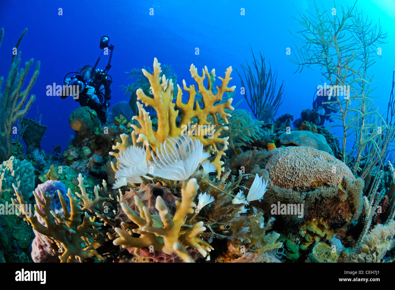 Una scogliera corallina caraibica con polychaets e scuba diver, Cienfuegos, Punta Gavilanes, Cuba, Caraibi Foto Stock