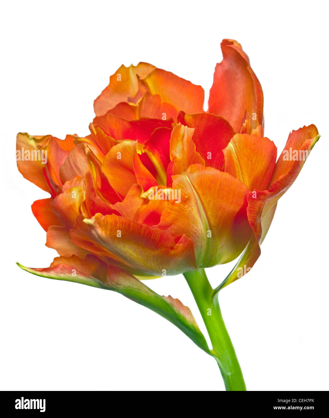 Red Parrot Tulip Foto Stock