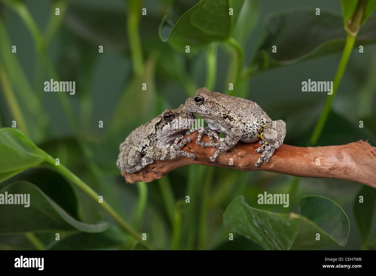 Struttura Grigio rane Hyla vericolor sul ramo Foto Stock
