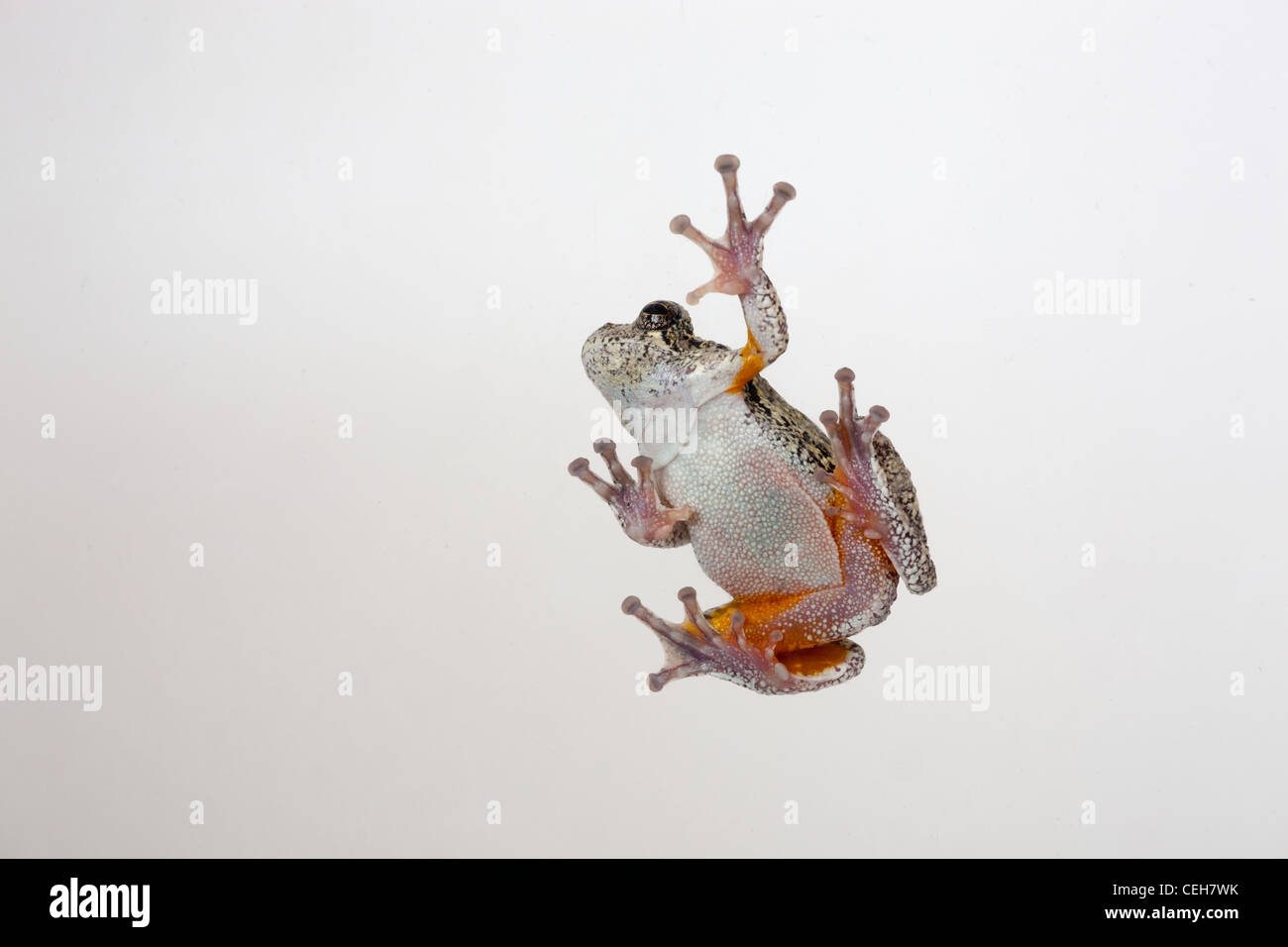 Grigio Raganella Hyla vericolor lato inferiore Foto Stock