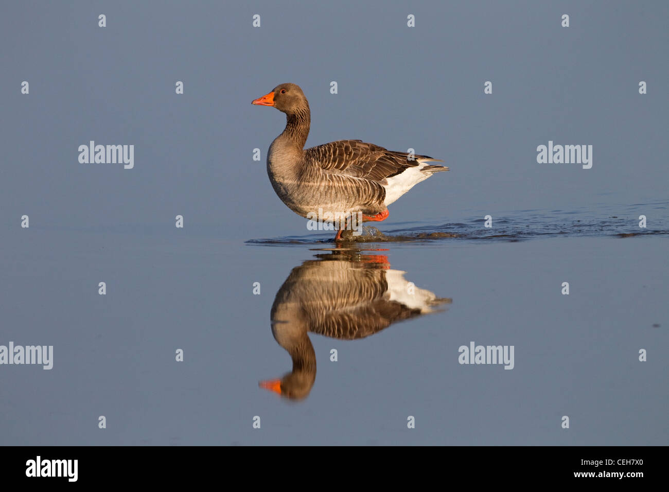 Gryslag Goose Anser anser riflettente in acqua calma Foto Stock