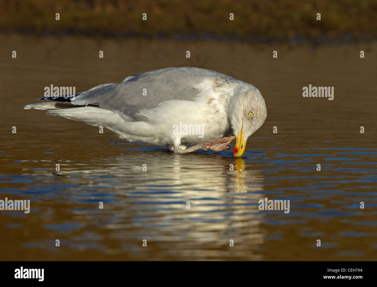 Herring Gull Larus argentatus sul torrente costiera Foto Stock