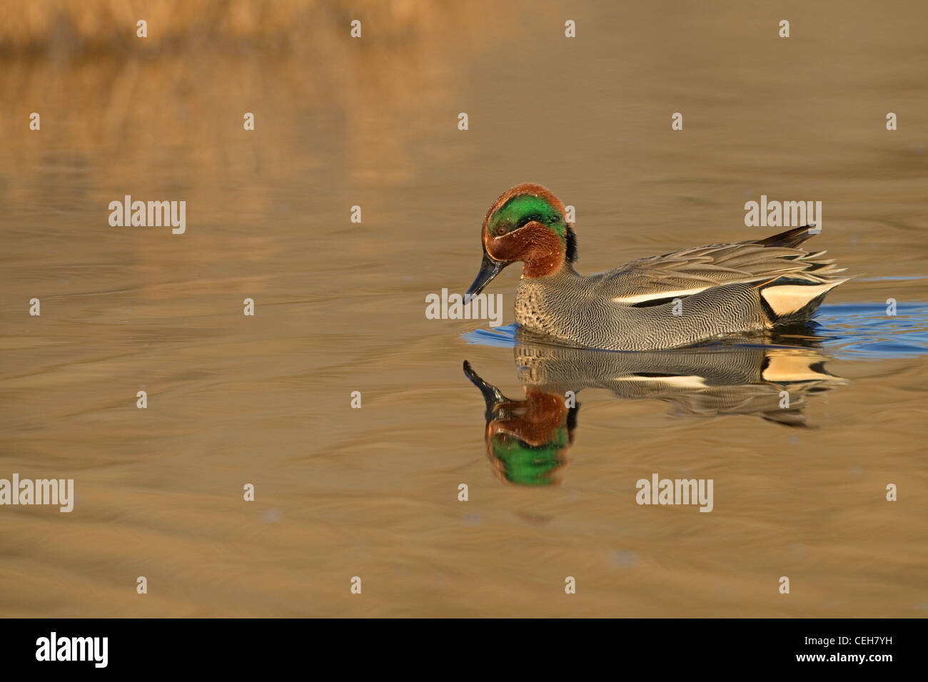Alzavola Anas crecca maschio su congelati piscina costiera Foto Stock