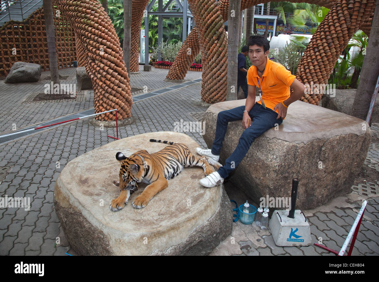 Tiger Panthera tigris Zoo captive Foto Stock